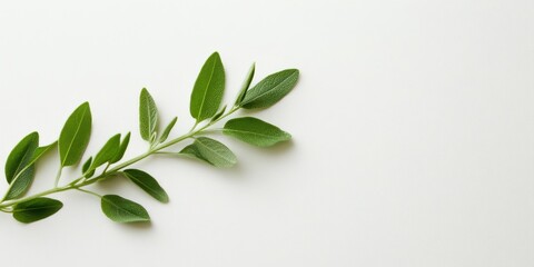 Naklejka premium Isolated herb sprig with clean lines, intended for natural brand packaging