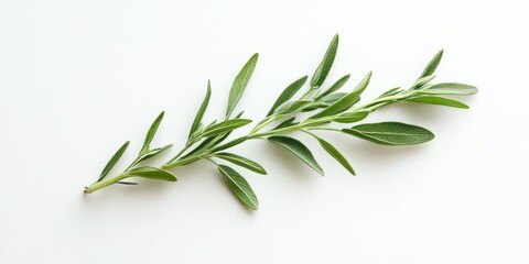 Fototapeta premium Isolated herb sprig with clean lines, intended for natural brand packaging