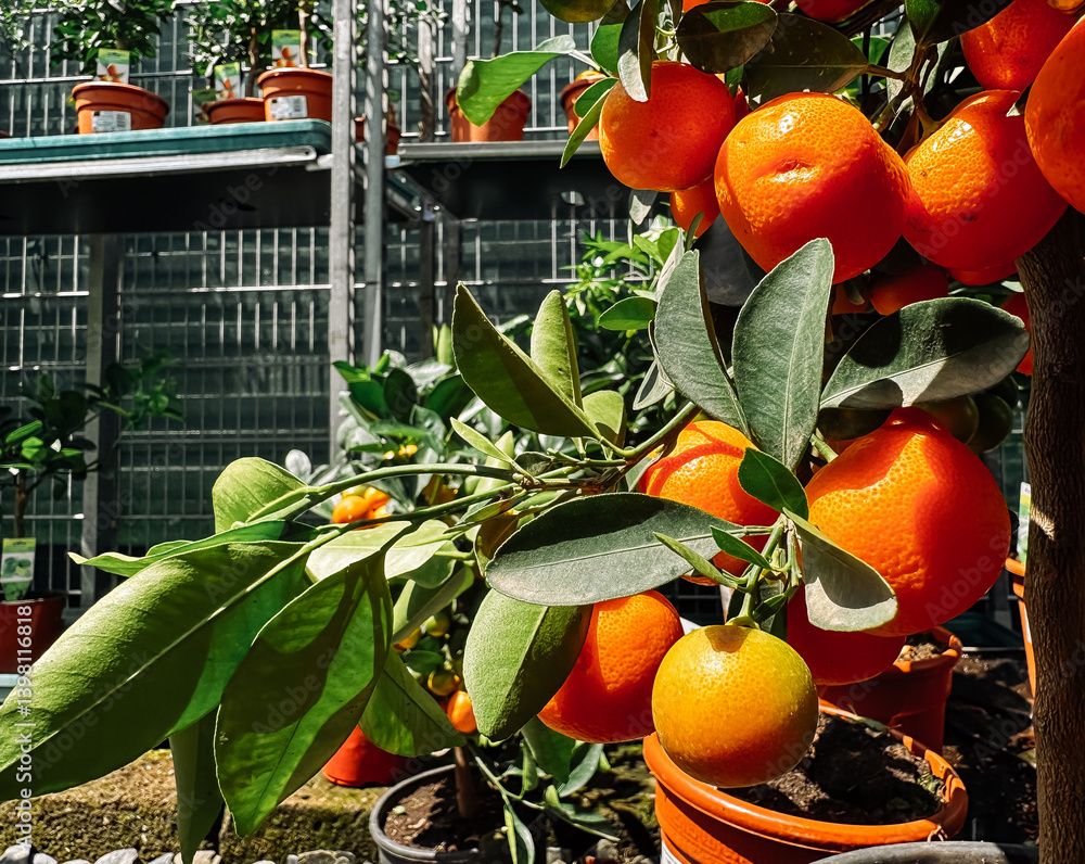Poster tree with oranges hanging from it