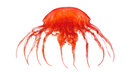 Vibrant jellyfish display underwater scene cutout background marine life close-up oceanic beauty