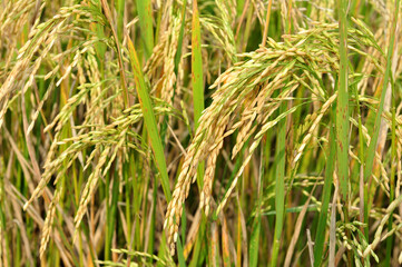Golden grains or rice paddy field