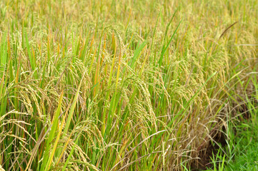 Golden grains or rice paddy field