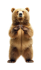 Grizzly bear standing tall in wildlife isolated on transparent background png