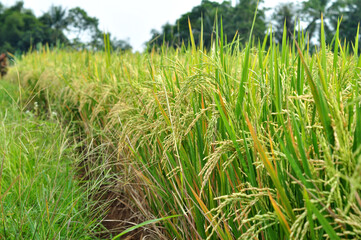 Golden grains or rice paddy field
