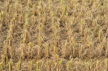 Cut rice plant stems selective focus