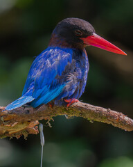 kingfisher on branch