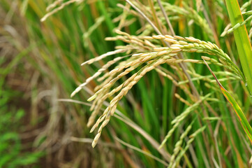 Golden grains or rice paddy field