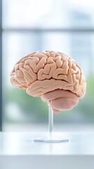 3D anatomical brain with highlighted lobes, realistic educational visualization