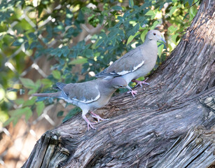 Mourning doves feeding in a cedar tree