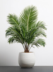 Fototapeta premium Palm tree isolated on white. A lush Sago Palm (Cycas revoluta) elegantly potted and presented against a clean, light background.