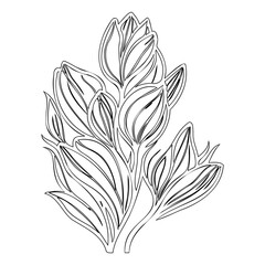 Elegant Floral Outlines: A Monochrome Depiction of Botanical Grace and Delicacy