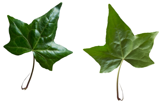 Hoja verde de tres puntas por las dos caras: frente y revés. Imagen recortada