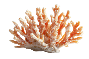 Delicate orange coral branch, a vibrant piece of ocean beauty against a stark white background showcasing its intricate texture and form.