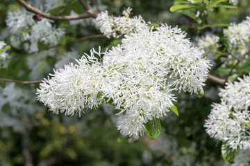 Beautiful Chinese fringetree flowers.	
