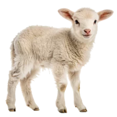 Rolgordijnen sheep and lambs © Design Stock 