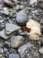 Wet stones composition. Vertical shot. Natural rocks background or wallpaper.