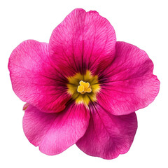 Hot pink primrose flower png transparent background blooming bud nature isolated