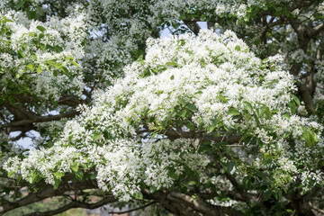 Beautiful Chinese fringetree flowers.	