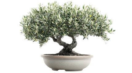 Olive Tree in Pot on White Background - Minimalist Isolated Nature Concept Display