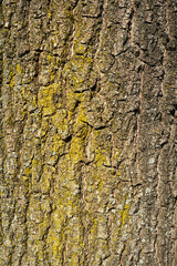 Close-up of Tree Trunks with Textured Bark