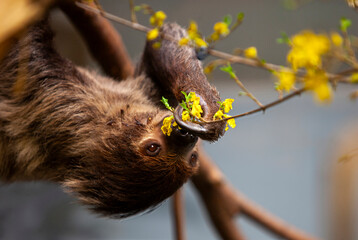 Linnaeus two-toed sloth (Choloepus didactylus) eats fresh flowers and branches in zoo