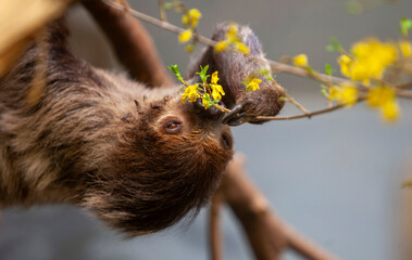 Linnaeus two-toed sloth (Choloepus didactylus) eats fresh flowers and branches in zoo © Eleonora