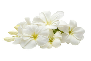 Obraz premium white Frangipani flower isolated on white background PNG