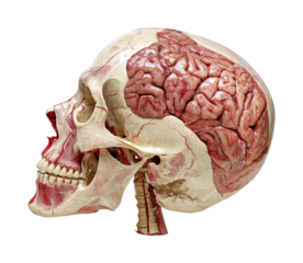 Anatomical study of human skull and brain medical lab educational visualization clinical environment. Isolated on transparent background, png.