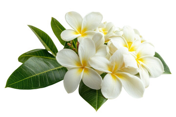 Fototapeta premium white Frangipani flower isolated on white background PNG
