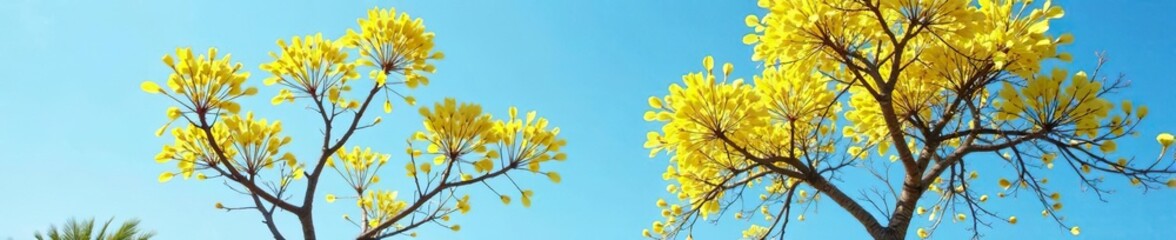 Fototapeta premium Yellow Cortez Tree with bright yellow blooms beneath a clear blue sky, vibrant, beauty