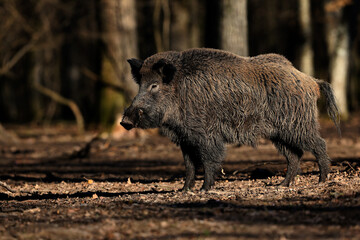 A big wild boar (male) walks through an oak forest before sunset.