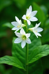 Obraz premium White Hosta Sieboldii flowers blooming in St Gallen, Switzerland, showcasing delicate petals and vibrant green foliage, Japanese native, elegant