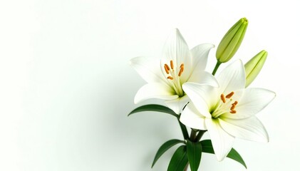 Obraz premium White Lily flower bouquet with green leaves isolated for design projects, bloom, nature