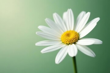 Fototapeta premium White daisy flower with delicate petals isolated on clear background, floral, plant