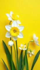 White and yellow spring flowers blooming against a sunny yellow background,  plant,  bright
