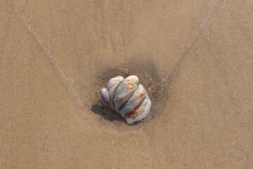 Stack of slipper limpets on  sandy beach