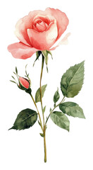 Fototapeta premium PNG A rose flower wildflower illustration watercolor art.