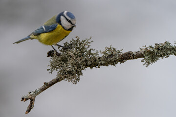 Blue tit sits on a branch