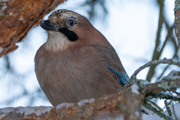 Jail sits in a pine tree