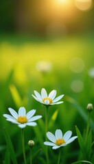 White flowers in a lush green meadow at golden hour,  garden,  summer