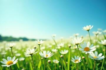 White flowers in a vast field under clear blue sky,  beauty,  outdoors