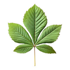 Isolated horse chestnut leaf on transparent background nature png foliage