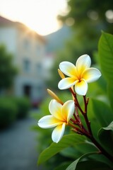 Yellow and white Frangipani flowers blooming in St Gallen, Switzerland, with Latin name Plumeria Rubra, native to Mexico and Panama,  Plumeria Acutifolia,  Switzerland
