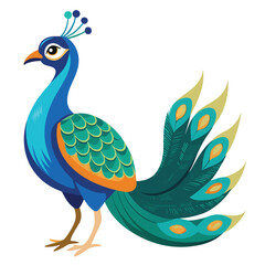 Peacock isolated on white background