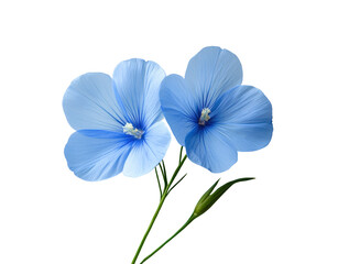 Fototapeta premium Delicate blue flowers nature floral isolated isolated on transparent background, png