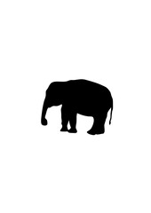 Fototapeta premium elephant silhouette ombre dessin