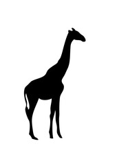 girafe silhouette ombre dessin