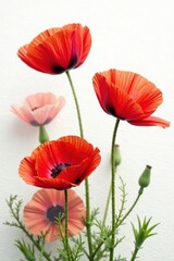 Obraz premium Bold cardinal red poppies bloom on a crisp white background , vintage, cardinal