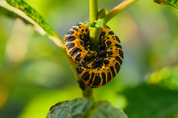 TIROL, AUSTRIA – AUGUST 14, 2016: Macro of caterpillar wrapped on stem