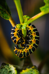 Tirol, Austria – August 14, 2016: Close-up of curled caterpillar hanging from plant